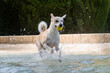 Adult female dog playing and running happily with a tennis ball in a fountain