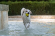 Adult female dog playing and running with a tennis ball in a fountain