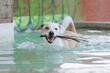 Adult female dog playing with a stick in a fountain