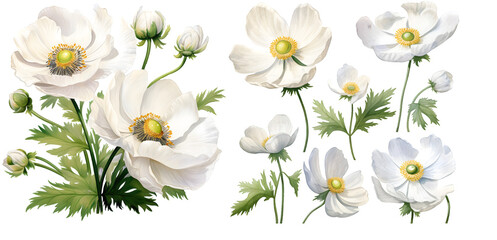 Wall Mural - white anemone flower watercolor illustration clipart. Generative AI.