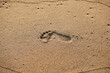 Close-up footprint in sandy beach. Barefoot trail, step track on sand texture. Bare human feet on wet sand, top view. Footprints on beach at dawn