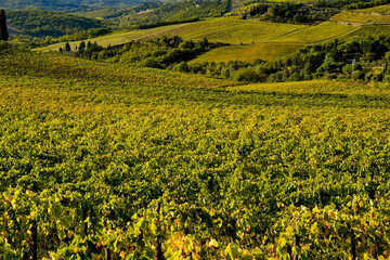 Le colline e i vigneti di Radda in Chianti. Panorama autunnale. Toscana. Italia