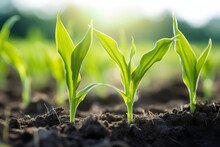 Young Field Corn Plants Growing On A Sunny Day Stock Image Of Field