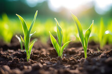 Young Field Corn Plants Growing On A Sunny Day Stock Image Of Field