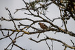 Male chaffinch perched on the oak branch and looking curiously