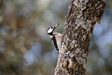 Fototapeta Zwierzęta - Male great spotter woodpecker hiding behind the trunk of a tree