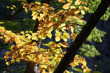 Wall Mural - yellow autumn leaves