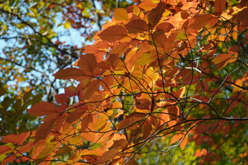 Wall Mural - autumn leaves on a tree