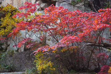 Wall Mural - the autumn leaves of Mt. Seorak