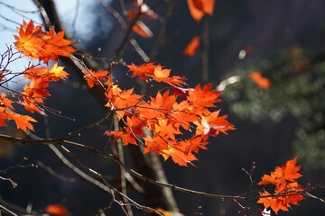 Wall Mural - the autumn leaves of Mt. Seorak