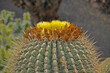 Kwiat kaktusa Ferocactus glaucescens w Ogrodzie Kaktusów, Lanzarote, Wyspy Kanaryjskie, Hiszpania. 