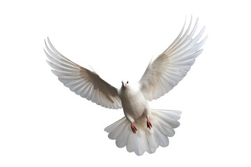 White dove flying on transparent PNG file and Clipping path .freedom concept and international day of peace