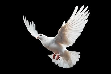Leinwandbilder - White dove flying on black background free Clipping path .international day of peace 