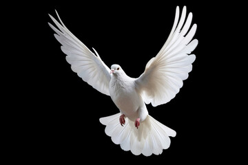 Leinwandbilder - White dove flying on black background free Clipping path .international day of peace 