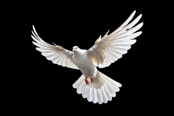 Leinwandbilder - White dove flying on black background free Clipping path .international day of peace Generative ai