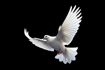 Leinwandbilder - White dove flying on black background free Clipping path .international day of peace 