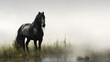 Black stallion standing in a foggy meadow on a misty morning