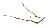 Fototapeta  - a withered twig on a white isolated background
