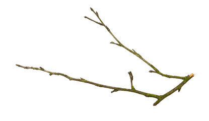 Wall Mural - a withered twig on a white isolated background