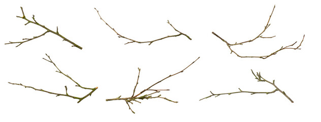 Wall Mural - a withered twig on a white isolated background