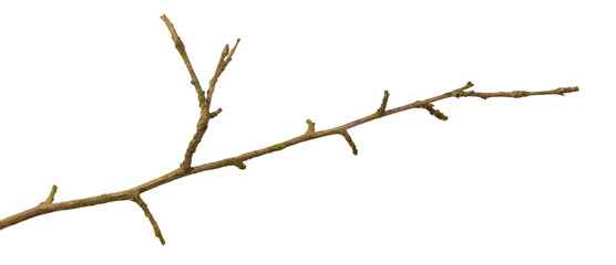 Wall Mural - a withered twig on a white isolated background