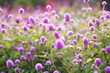 © Pacharapon - Vibrant Globe Amaranth (Gomphrena) - A Splash of Color and Elegance