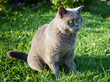 British Grey Cat Sitting On The Grass
