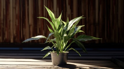Poster - Small plant in the sunlight