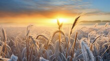 Field With Winter Wheat Crops, Leaves Of Germinating Grain Covered With Morning Frost. Sunrise Early In The Morning On The Farm Field.