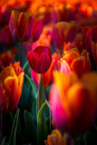 Fototapeta Tulipany - Tulipanowe Pole