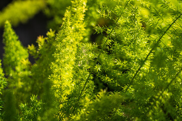 Poster - Green beautiful pine needles in spring