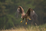 Fototapeta Niebo - Birds of prey - Majestic predator White-tailed eagle, Haliaeetus albicilla in Poland wild nature	