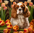 Cavalier king Charles spaniel dog sitting in colorful tulips. Closeup shot. Cute gardener concept.
