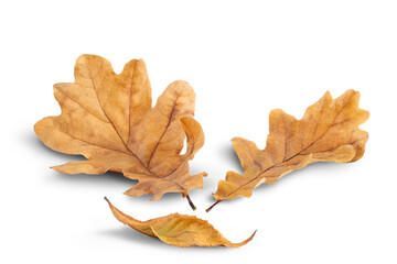 Poster - Autumn oak leaves fallen on a white background with shadow. Autumn season concept for page, template, banner or autumn background. A path for isolation without shadows.