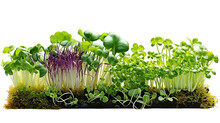 3d Rendering Close Up Fresh Organic Assortment Of Microgreens Isolated On Transparent Background. Growing Cabbage, Alfalfa, Sunflower, Arugula, Mustard Sprouts. Healthy Lifestyle Concept