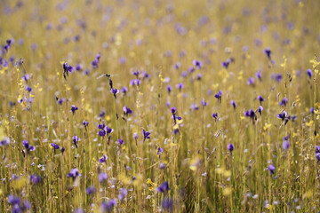 Wall Mural - Dragonfly in the flower field