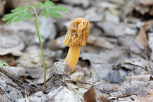 Morchella Mushroom Growing Among Fallen Leaves