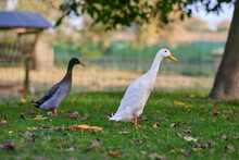 Two Indian Runner Duck On Grass In Garden In Autumn