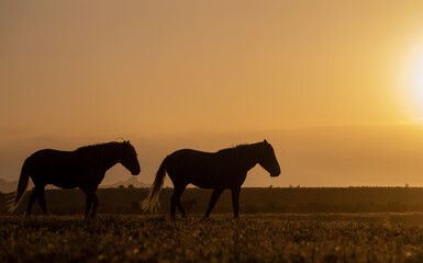 Wall Mural - Wild Horses at Sunset in the Utah Desert