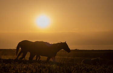 Sticker - Wild Horses at Sunset in the Utah Desert