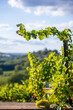Paysage de vigne en France, vignoble et grappe de raisin sous le soleil d'été.