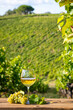 Paysage de vigne en France, vignoble et grappe de raisin sous le soleil d'été.