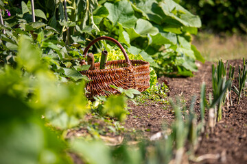 Wall Mural - Vieux panier en osier au milieu d'un jardin potager et des légumes au printemps.