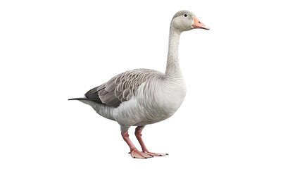 toulouse goose bird
