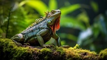 Iguana Reptile In The Wild Nature Costa Rica
