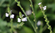 The medicinal plant Verbena officinalis grows in nature