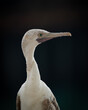 The Socotra cormorant is a threatened species of cormorant that is endemic to the Persian Gulf and the south-east coast of the Arabian Peninsula