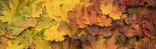 Autumn Maple Leaves Background; Color Gradient