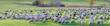 Große Schafherde auf Weide, Panorama 