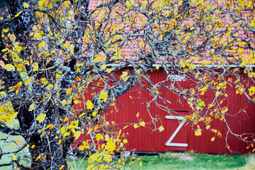 Wall Mural - maple tree leaves by a barn in fall